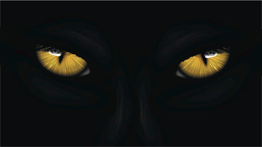Welcome To The Jungle - Structural Colors And Pigments Of Animal Subjects